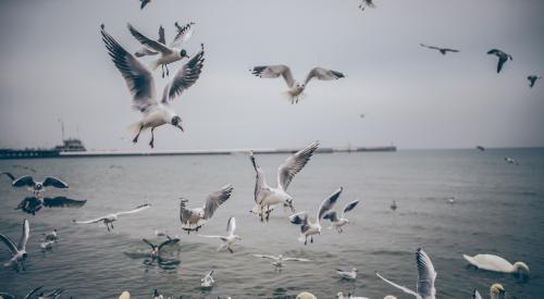 Birds feeding frenzy