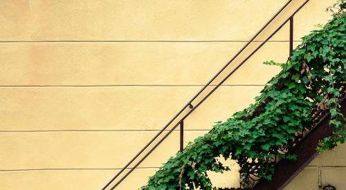 Exterior iron stairs covered in ivy against yellow wall