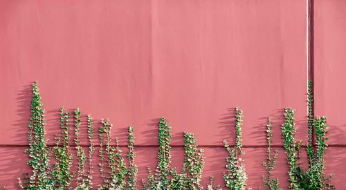 Green plants growing up pink wall