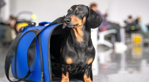 Dog in a traveling bag