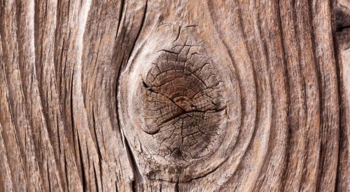 Tree knot