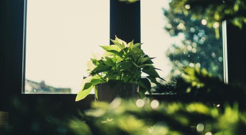 Greenery by the window