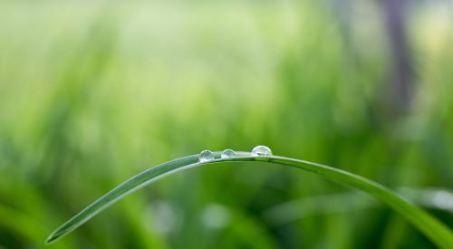 green plant