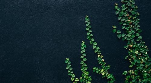 ivy on wall