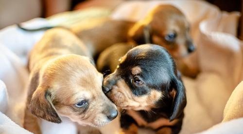 Puppies Playing