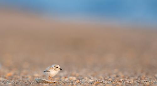 bird on beach