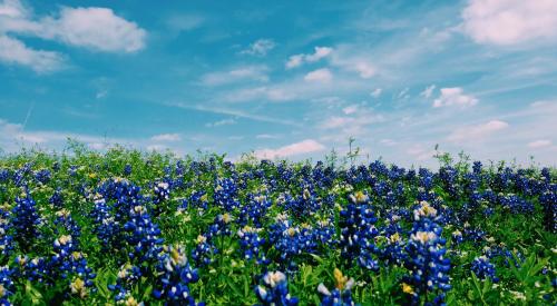  blue flowers