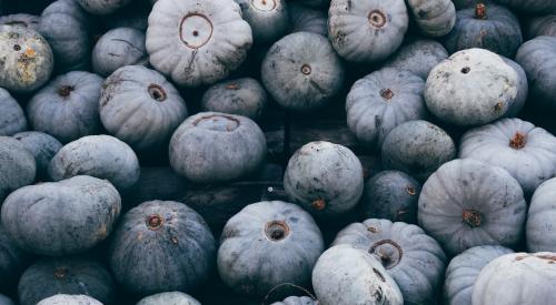 Blue pumpkins