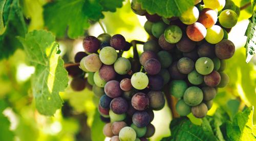 Grapes on a vine