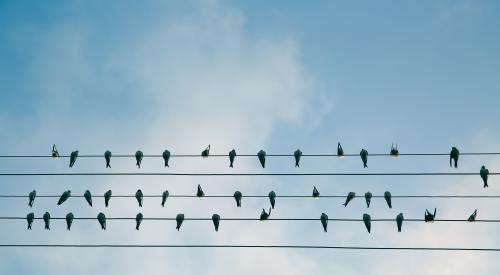 Birds on a wire