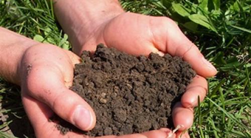 soil in hands