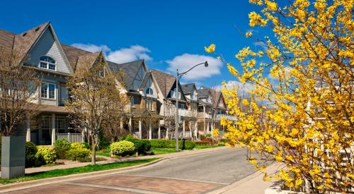 Yellow blooming tree in spring in residential neighborhood