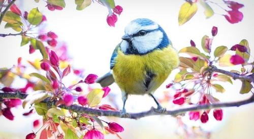 Spring Bird