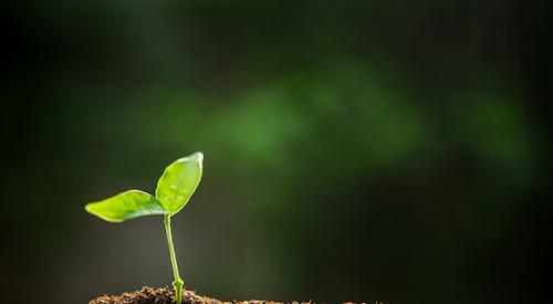 Sproutling reaching for sun