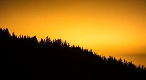 Treeline against yellow sky