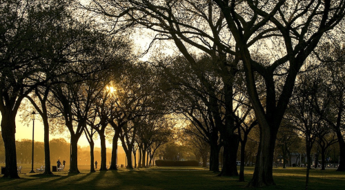 sun shining through trees in Washington, DC. which is a mixed-humid climate