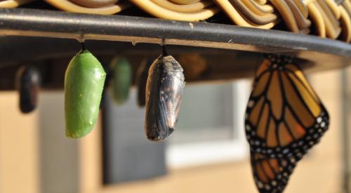 Butterfly metamorphosis