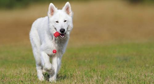 dog in field