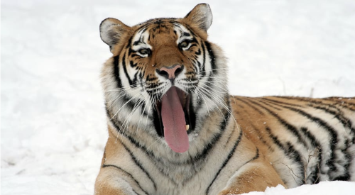 tiger tamed and yawning