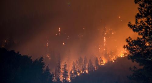 Trees on fire during a forest fire