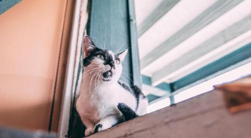 Cat in a window