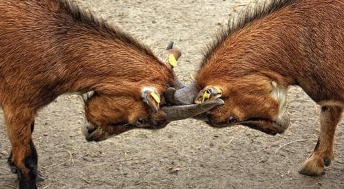 Two brown goats lock horns, merge