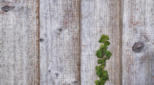 Fence with ivy climbing up