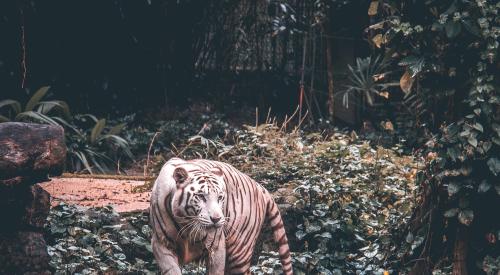 Tiger in a Singapore zoo_endangered species act