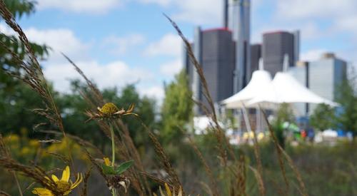 Wild Flowers Midwestern City