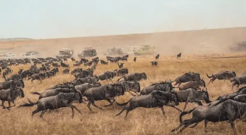 wildebeest stampede across grassy field with four-wheel-drive vehicles in distance