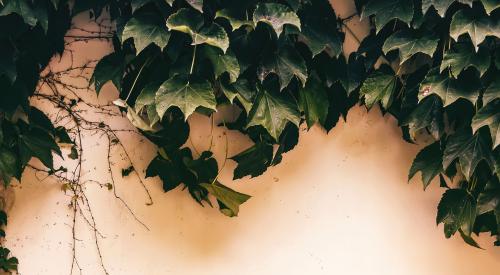 Exterior stucco wall with ivy growing on it