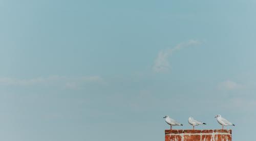 Chimney with three birds