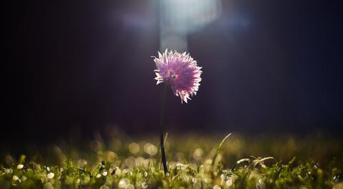 Flower in the grass